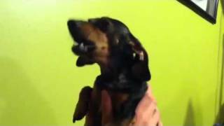 A wiener dog howling [upl. by Nicoline715]