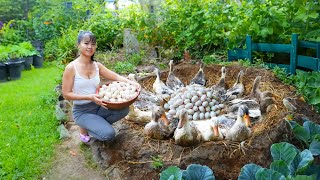 Chicken Lay Eggs in Hole  Harvest Chicken Eggs In Hole Go to market sell  Phuong Daily Harvesting [upl. by Lytton]