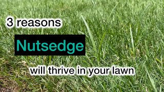 Three reasons nutsedge will thrive in your lawn [upl. by Longtin]