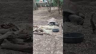 Giant tortoise eating hay [upl. by Ahsineb]