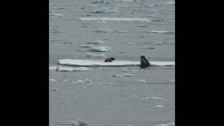 Killer Whale Hunting Seal  Antarctica  Lindblad Expeditions [upl. by Neyugn635]