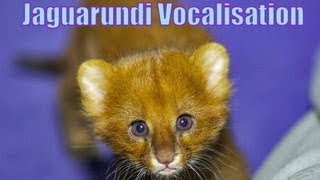 Jaguarundi Vocalisation Fight Over Food [upl. by Gothard]