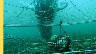 Seal VS Crab Trap⎮Crab Fishing 2022 [upl. by Ayad]