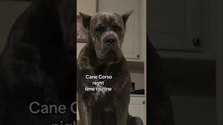 Cane Corso night time routine shorts fyp [upl. by Sunderland]