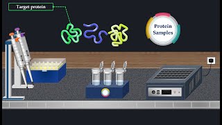 Western Blot Method  Animated Video [upl. by Reyam569]