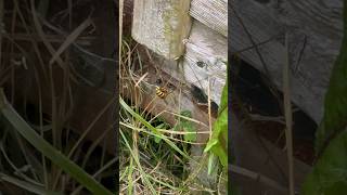 Wasp v Spider Stinger [upl. by Sidonius]