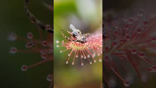 Drosera Madagascariensis feeding timelapse [upl. by Arline]