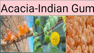 Acacia Indian Gum and Gum Arabic [upl. by Icaj]