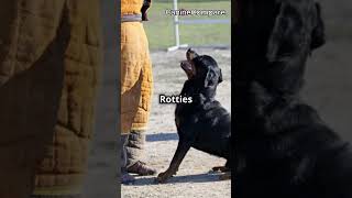 Boxer vs Rottweiler Which Powerful Breed is Best for You [upl. by Levi]