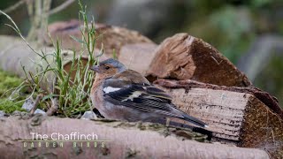 The Chaffinch [upl. by Eugenle57]