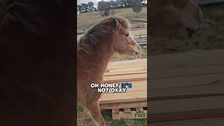 Naughty pony Miniature Horse caught with a sticker stuck on his face 😂 funnyhorsevideos [upl. by Gass]