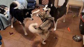 Mis huskies CUIDANDO del CACHORRO Lupo [upl. by Durst]