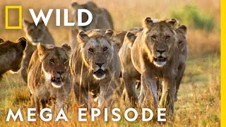 Worlds Deadliest MEGA EPISODE  Season 1 Full Episodes  Nat Geo Wild [upl. by Airolg]