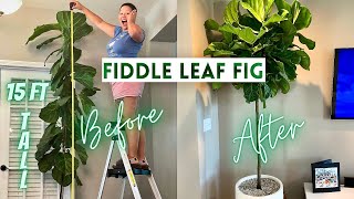 Pruning Fiddle Leaf Fig To Encourage Branching  How to Propagate  Ficus Lyrata [upl. by Kavanagh]