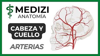 Anatomía de Cabeza y Cuello  Arterias Carótida Polígono de Willis [upl. by Bidget]