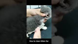 Kitten Ear Mites Treatment  Ear Mites Treat [upl. by Socin]