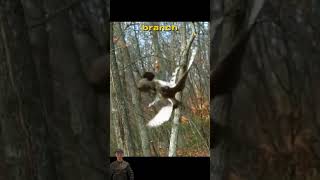 Battle for Life Squirrel vs hawk  a thrilling escape animalssurvival naturewildlife [upl. by Arabelle]