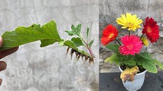 How to propagate Gerbera flowers from leaves is very simple [upl. by Lasley]