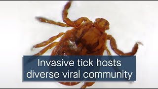 Genetic sequencing lends insight into viral pathogens hosted by an invasive tick [upl. by Sinylg825]