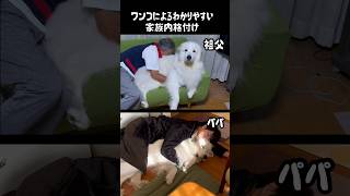 我が家で無慈悲な格付けをする超大型犬 [upl. by Sandy]