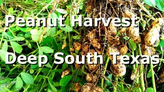 Peanut Harvest  Deep South Texas [upl. by Mart]