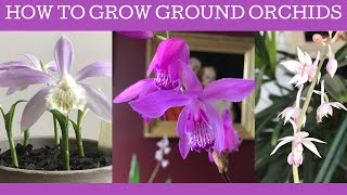 How to grow Chinese ground orchids Bletilla striata Pleione formosana amp Calanthe aristulifera [upl. by Renmus952]