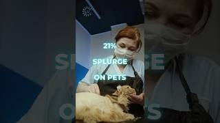 21 splurge on pets PetLove PandemicPets PetSpending COVID19 PetCare Cat Catfatcs [upl. by Relyk901]