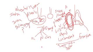 lungs pressures and breathing laws video [upl. by Yand]