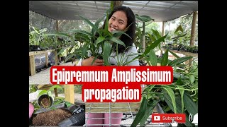 Epipremnum Amplissimum Propagation  insecticides care [upl. by Able]