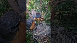 American Robin Mom Helping Dad to Feed the Babies 🐣🪺 Parental Teamwork🧡 [upl. by Trixi]