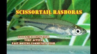 Scissor Tail Rasbora  Very Active amp Fast Moving Schooling Fish  Full Review [upl. by Wilmott669]