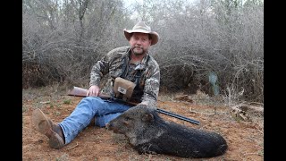 Texas Pig Hunt with 4570 Black Powder Loads [upl. by Yrrad10]