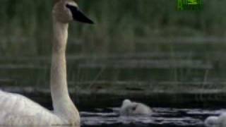 Ultimate Animal Dads Trumpeter Swans [upl. by Ennoid30]