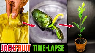 Growing Jackfruit Tree From Seed to Plant 80 Days Time Lapse [upl. by Atterrol]