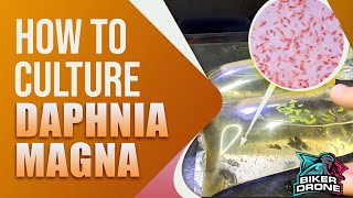 How to culture DAPHNIA MAGNA the easiest way [upl. by Curtis]