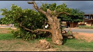 What Historian Sarfo Kantanka says will happen due to fall of Okomfo Anokye’s historic cola tree [upl. by Doti]