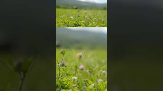 “We never use an herbicide here”  Joel Salatin on dealing with weeds in rotational cattle grazing [upl. by Samala]