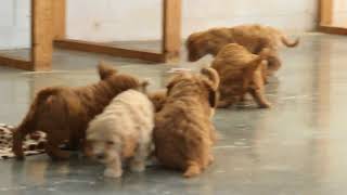 Miniature Goldendoodle Puppies For Sale [upl. by Eclud]