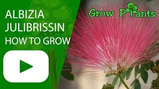 Albizia julibrissin tree  How to grow and care [upl. by Sadiras]