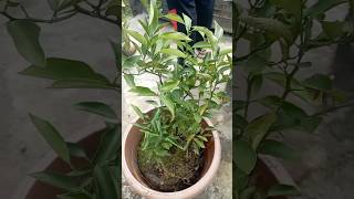 Reporting a lemon tree 👍👍 shortyoutubeviralvideo [upl. by Neumark]