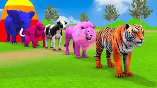 Long Slide Game With Elephant Gorilla Buffalo Hippopotamus Tiger  3d Animal Game  Funny 3d Animals [upl. by Anaic]