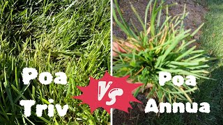 What is the Difference between Poa Triv VS Poa Annua  DIY Lawn Coach [upl. by Tracy641]