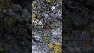 A 2mm long red mite Neomolgus littoralis sitting in a lichen garden [upl. by Niarb]