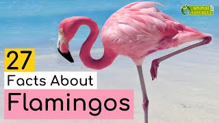 27 Facts About Flamingos  Learn All About Flamingos  Animals for Kids  Educational Video [upl. by Inalak]