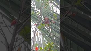 🐦🌿colibrí birds wow nature sweet cute colibrivlogs birdslover relaxing bello beauty [upl. by Iridissa]