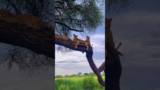 African safaris waiting for you kruger animals hyena wildlife safari nature cheetah lion [upl. by Fullerton264]