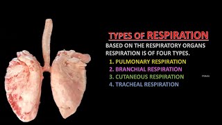 RESPIRATION  TYPES OF RESPIRATION [upl. by Ailisec227]