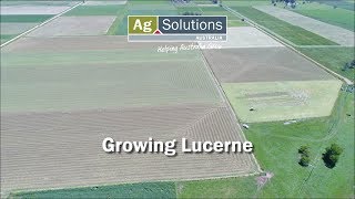 Growing Lucerne [upl. by Leiruh]