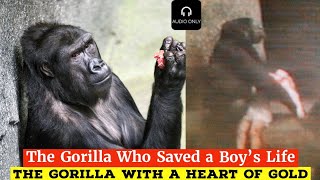 The Gorilla Who Saved a Boys Life Untold Stories  The Unsung Hero of the Brookfield Zoo [upl. by Rolo]