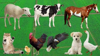 Cute Farm Animals Chicken Cow Dog Goat Sheep Horse  Animal Videos [upl. by Peyter]